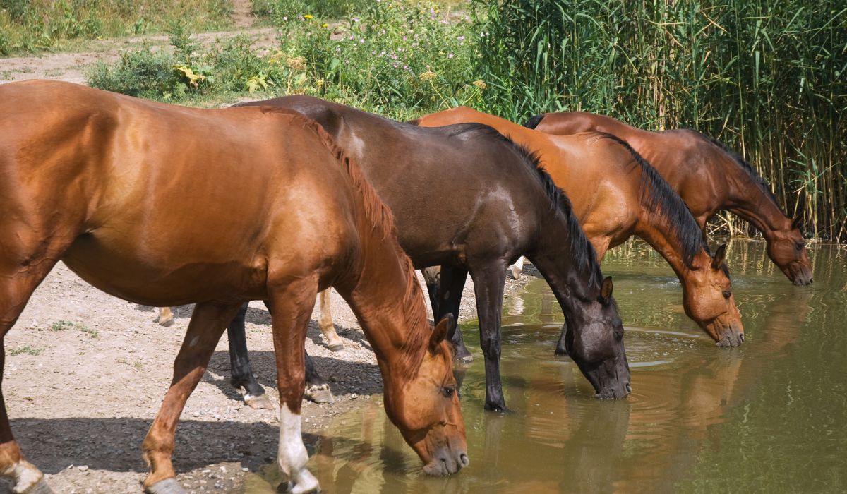 Horses drinking at a stream